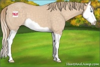 Horse Color:Perlino Splash