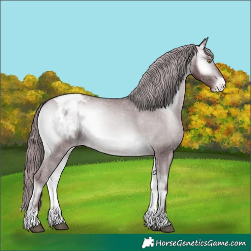 Horse Color:Chocolate Brown Chinchilla Onyx Appaloosa 