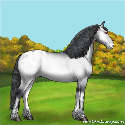 Horse Color:Brown Chinchilla Onyx Appaloosa 