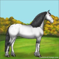 Horse Color:Brown Chinchilla Onyx Appaloosa 