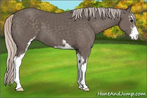 Horse Color:Silver Black Sabino 