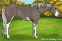 Horse Color:Silver Black Sabino 