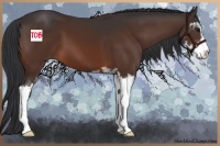 Horse Color:Brown Sabino 