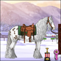 Horse Color:Liver Red Dun Appaloosa 