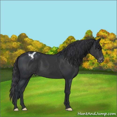Horse Color:Black Appaloosa 