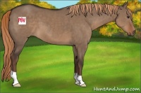 Horse Color:Liver Red Dun 