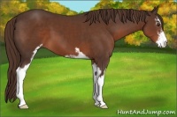 Horse Color:Liver Chestnut Sabino 