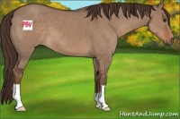 Horse Color:Liver Red Dun 