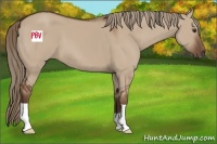Horse Color:Liver Red Dun