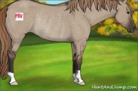 Horse Color:Liver Red Dun Rabicano 