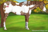 Horse Color:White Spotted Chestnut Frame 