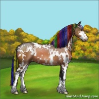 Horse Color:Painted White Spotted Brown Sabino