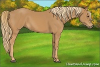 Horse Color:Chestnut Sabino 
