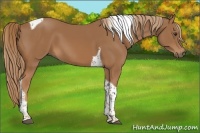 Horse Color:Chestnut Tobiano