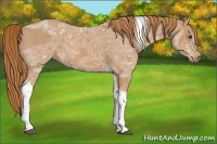 Horse Color:Chestnut Ice Tobiano 