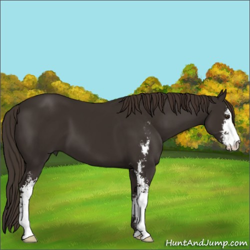 Horse Color:Liver Chestnut Sabino 