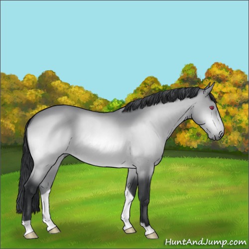 Horse Color:Bay Chinchilla