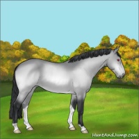 Horse Color:Bay Chinchilla 