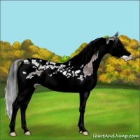 Horse Color:Blue Onyx Ice Splash Tobiano Rabicano 