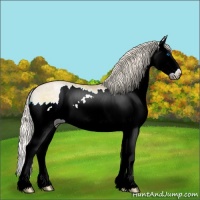 Horse Color:Palomino Ice Pearl Onyx Sabino Splash 