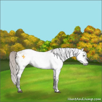 Horse Color:Gray White Spotted Silver Brown Roan Dun Appaloosa Rabicano 