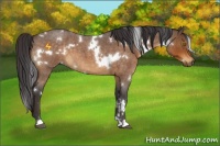 Horse Color:White Spotted Buckskin Roan 