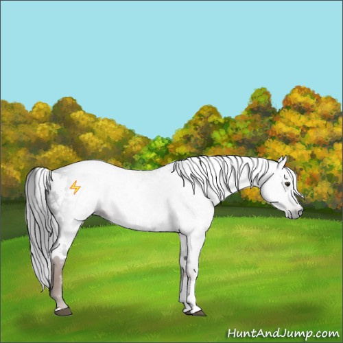 Horse Color:Gray White Spotted Liver Chestnut 
