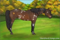 Horse Color:White Spotted Buckskin Rabicano 