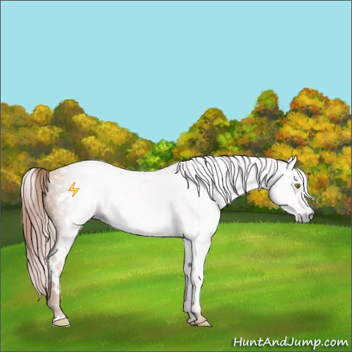 Horse Color:Gray White Spotted Gold Champagne 