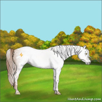 Horse Color:Gray White Spotted Gold Champagne 