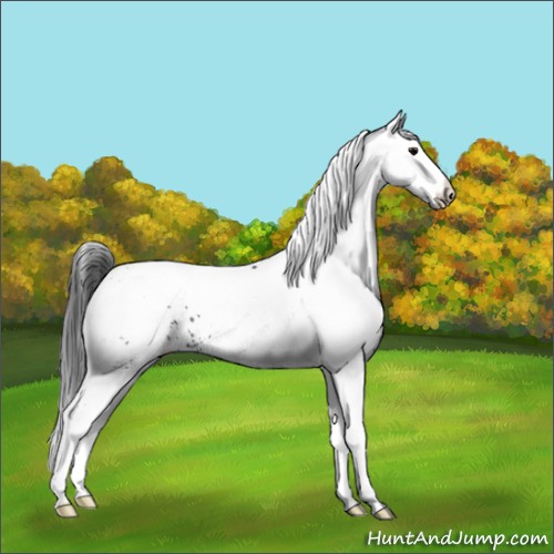 Horse Color:White Spotted Black Appaloosa 