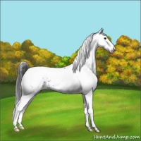 Horse Color:White Spotted Black Appaloosa 