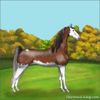 Horse Color:Buckskin Splash Snowcap 