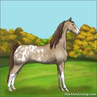 Horse Color:Classic Cream Champagne Appaloosa 