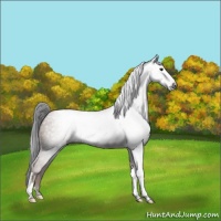 Horse Color:Gray Classic Champagne Varnish 