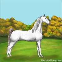 Horse Color:White Spotted Classic Cream Champagne Appaloosa 