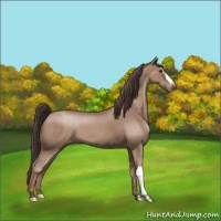 Horse Color:Classic Champagne Appaloosa 