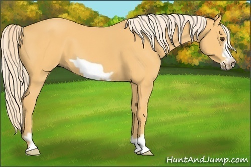 Horse Color:Palomino Frame 