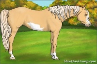 Horse Color:Palomino Frame 