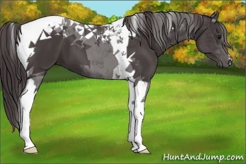 Horse Color:Smoky Black Tobiano 