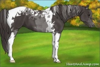 Horse Color:Smoky Black Tobiano 