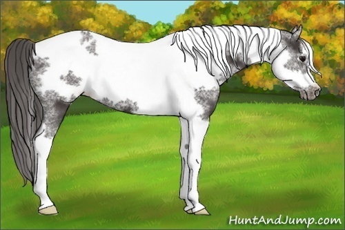Horse Color:Smoky Black Tobiano Frame 