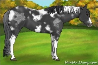 Horse Color:Black Tobiano Frame 