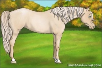 Horse Color:Palomino Roan Pearl 