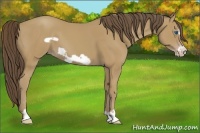 Horse Color:Classic Cream Champagne Frame 