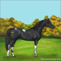 Horse Color:Black Tobiano 