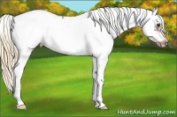 Horse Color:Chestnut Sabino Frame 