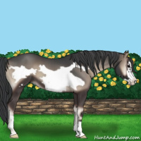 Horse Color:Blue Onyx Frame 