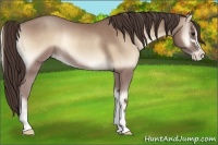 Horse Color:Classic Champagne Onyx Sabino Appaloosa Rabicano 
