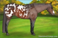 Horse Color:Bay Appaloosa